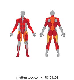 Male Muscle Anatomy Body Man Abdominal Stock Vector (Royalty Free ...