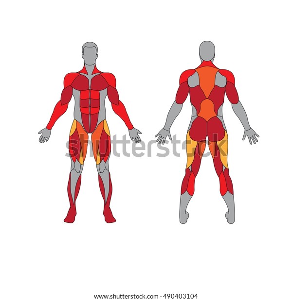 Anatomy Male Muscular System On White Stock Vector (Royalty Free) 490403104