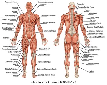 Muscle Anatomy Hd Stock Images Shutterstock