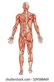 Anatomy of male muscular system - posterior and anterior view - full body