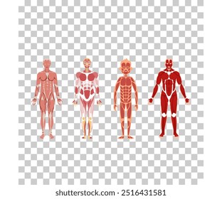Anatomy of male muscular system - posterior and anterior view - full body - didactic