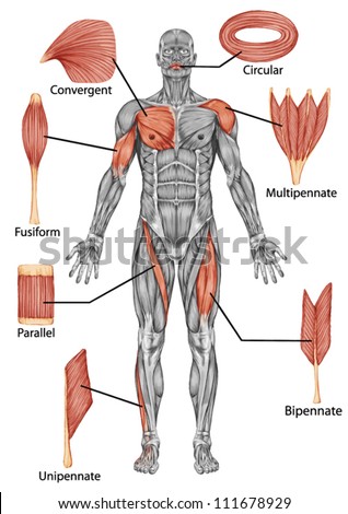 Anatomy Male Muscular System Posterior View Stock Vector (Royalty Free