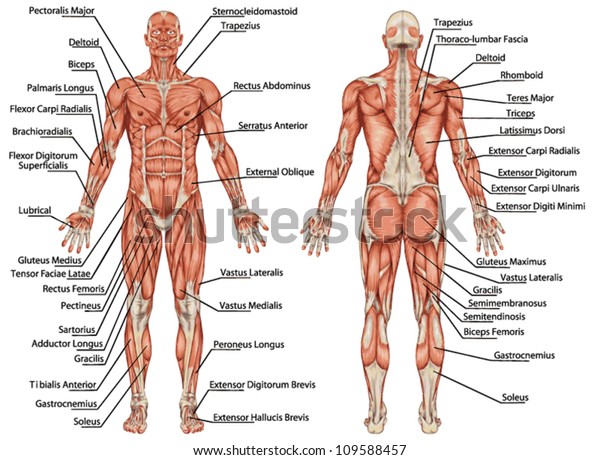 Anatomy of male muscular system - posterior and\
anterior view - full body -\
didactic