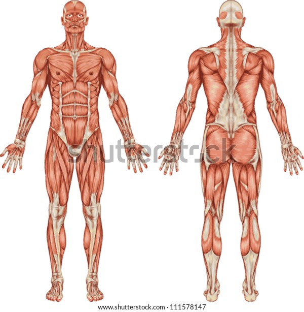 Anatomy of male muscular system - posterior and\
anterior view - full\
body