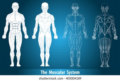 Anatomy Of Male Muscular System,muscle System
