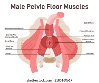 Anatomy of male pelvic floor muscles. Crotch anatomy, pelvic floor muscles span the bottom of the pelvis and support the pelvic organs. Flat vector illustration - Shutterstock ID 2185160617