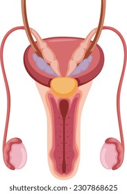 Anatomy of the Male Reproductive System illustration
