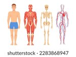 Anatomy of Man, Body Parts, Systems And Functions. Skeletal, Muscular, Circulatory, Nervous, Digestive Systems