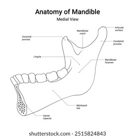 Anatomia da Mandíbula Medial View em Estilo de Linha