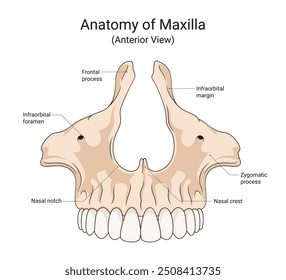 Anatomy of Maxilla Anterior View