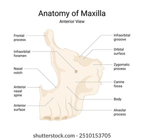 Anatomy of Maxilla Anterior View