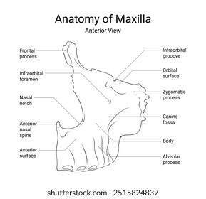 Anatomy of Maxilla Anterior View in Line Style