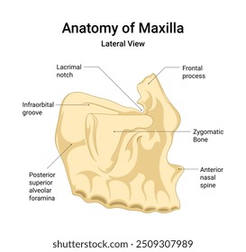 Anatomy of Maxilla Lateral View