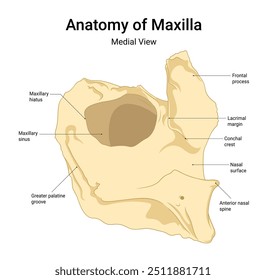 Anatomia da vista medial de Maxilla