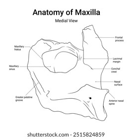 Anatomy of Maxilla Medial View in Line Style