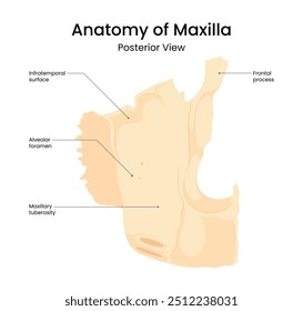 Anatomy of Maxilla Posterior View