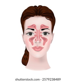 Anatomy of the maxillary sinuses. Realistic medical illustration. Infographics on a woman's face, vector