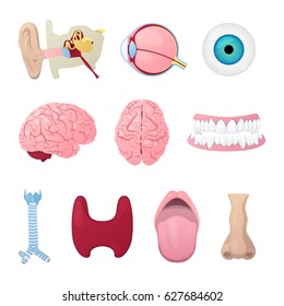 Anatomy Medical Poster with Head Organs Eye, Brain, Nose and Ear. Vector illustration