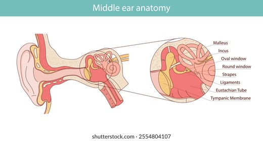 Anatomy of the middle ear. Detailed illustration for educational, medical, biological and scientific purposes.