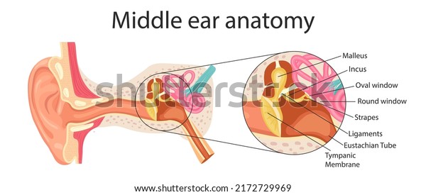 Anatomy of the middle\
ear. Detailed illustration for educational, medical, biological and\
scientific purposes.