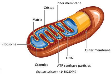 Anatomy of Mitochondria Parts of Ribosome Matrix Cristae Inner Membrane Granules ATP Synthase Particles DNA Outer Membrane With Labels Medical Education Vector Illustration
