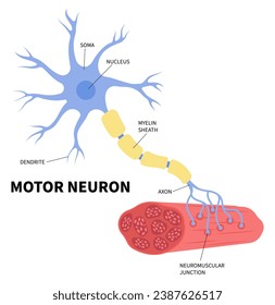 La anatomía del nervio de las neuronas motoras que se conecta y controla al músculo en la medicina