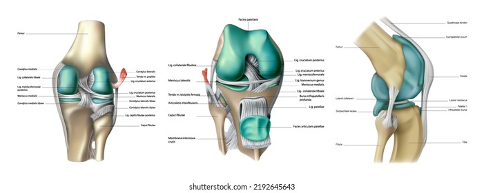 The anatomy of the muscles and bones of the human knee joint on a white background. Vector 3D illustration