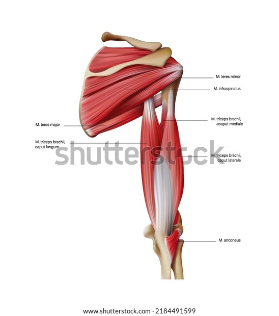 The anatomy of the muscles of the\
human shoulder on a white background. Vector 3D\
illustration