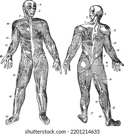 Anatomy muscles vintage medical drawing