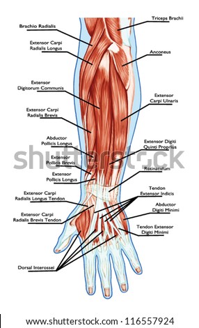 Diagram of arm muscles
