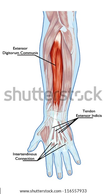 Anatomy Muscular System Hand Forearm Palm Stock Vector (Royalty Free ...