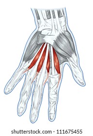 431 Flexor Carpi Radialis Images, Stock Photos & Vectors | Shutterstock