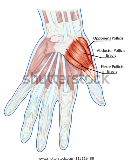 Anatomy Muscular System Hand Palm Muscle Stock Vector Royalty Free