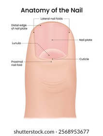 Anatomy of the Nail Structure