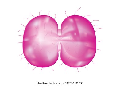 Anatomy Of Neisseria Gonorrhoeae Bacteria