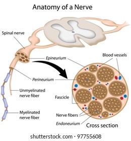 Anatomy of a nerve