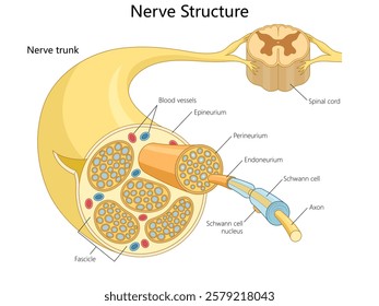 anatomy of a nerve, including fascicles, axons, Schwann cells, and protective layers like epineurium and perineurium diagram hand drawn schematic vector illustration. Medical science educational