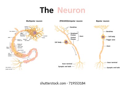 Anatomy Nervous System and Neuron Classification vector.