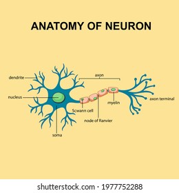 Anatomy of neuron with axon, scwann cells, node of ranvier, axon terminal, myelin, soma, nucleus, dendrite svg