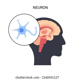 Anatomy of a neuron. Brain activity in the human body concept. Dendrites, nucleus, axon terminal and myelin sheath medical poster flat vector illustration for clinic or education. svg