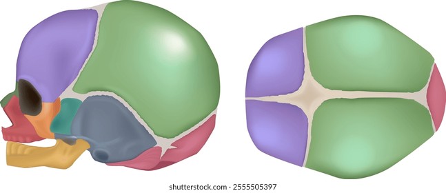 Anatomy of the Newborn Skull. Lateral and superior view. Cranial sutures and fontanels. Fontanelle. 