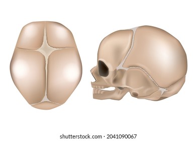 Anatomy of the Newborn Skull. Lateral view and view from the top. Cranial sutures and fontanels.