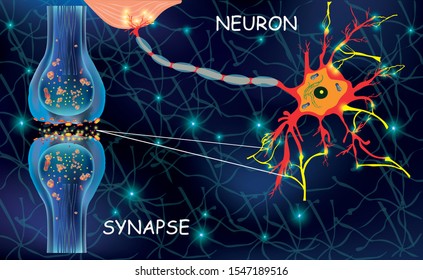 Anatomy neyron cells. Transmission signal of impulse in a living organism. Signaling in the brain. Neural connections in the brain form thoughts, concept learning. Structure neyron for educational