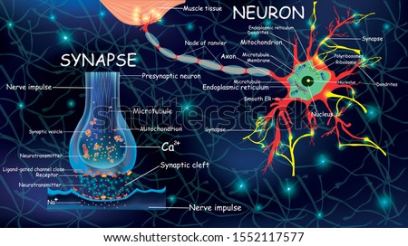 Anatomy neyron and synapse. Signaling in the brain. Cells neyron and synapse with descriptions. Structure neyron for educational, medical, biological use.Transmission of impulses in a living organism