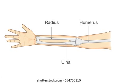 Human Arm Bone Anatomy - Human skeleton anatomy human body anatomy