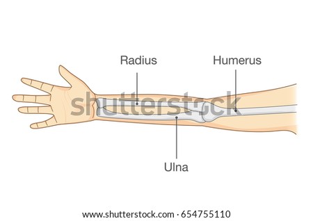 Anatomy of normal arm bone. Illustration about human body part in vector style.