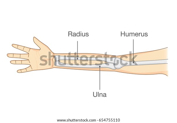 Anatomy of normal arm bone. Illustration about\
human body part in vector\
style.