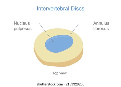 Anatomy Of Normal Intervertebral Discs. Illustration About Medical Diagram About The Spine In Top View For Check Disc Herniation. Nucleus Pulposus, Annulus Fibrosis.