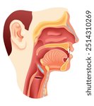 Anatomy of nose mouth larynx. A Comprehensive and Detailed Anatomy of the Human Throat and Mouth for Study and Research