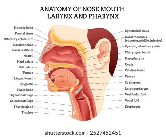 Anatomy of nose mouth larynx. A Comprehensive and Detailed Anatomy of the Human Throat and Mouth for Study and Research